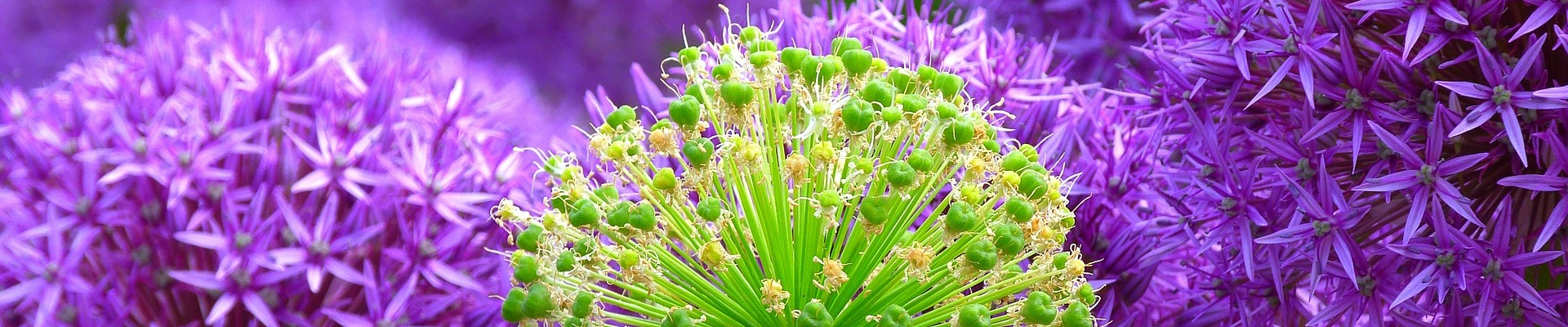 blossom400.jpg